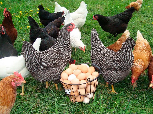 Содержание кур и уход за ними | ЗооТом - продажа, вязка и услуги для животных в Белоярске