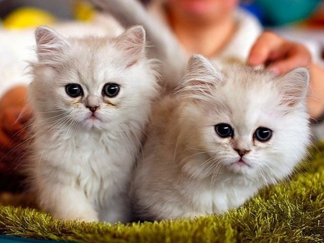 Породы кошек в Белоярске | ЗооТом портал о животных