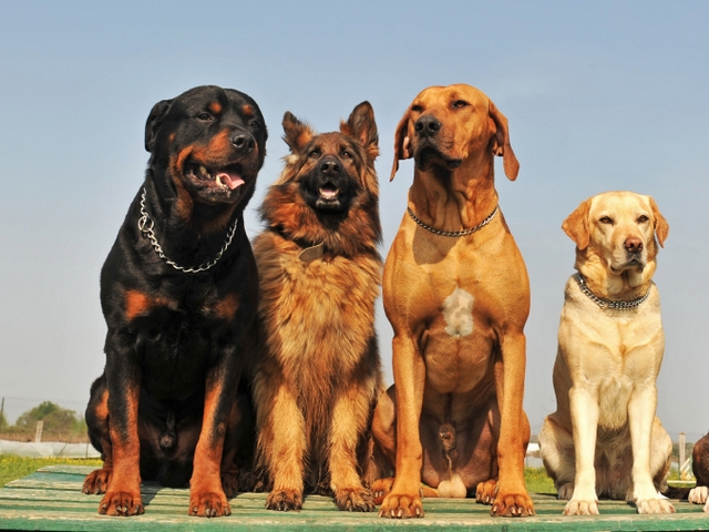 Крупные породы собак в Белоярске | ЗооТом портал о животных